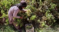 Afghan grape farmers