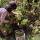 Afghan grape farmers